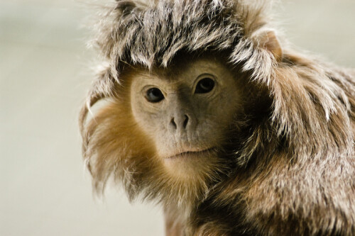 haubenlangur-952.jpeg