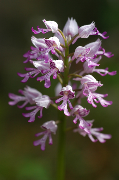 

Aufnameort: FRA, Causse Méjean (48)
Kamera: Nikon D100, Sigma APO_Macro 180/3.5D