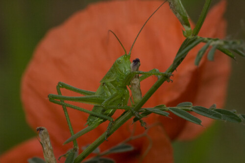 

Aufnameort: FRA, Gard(30), Anduze
Kamera: Nikon D70, Sigma APO-Macro 180/3,5D, Blitz