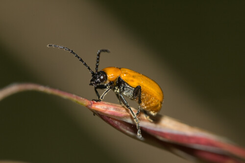 Art nicht bekannt - wer kann mir helfen?

Aufnameort: FRA, Gard (30), Anduze
Kamera: Nikon D70, Sigma APO-Macro 180/3,5D, Blitz