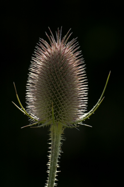 

Aufnameort: DEU, BW, Schwieberdingen
Kamera: Nikon D70, Sigma APO-Macro 180/3,5D