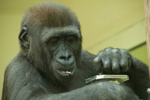 Der junge Gorilla N'Dowe in der Aufzuchtstation der Wilhelma hat aus dem Deckel des Futterbehälters ohne Hilfsmittel eine vollständig eingeschraubte Senkschraube entfernt,  und versucht sich nun an der zweiten.

Aufnameort: DEU, BW, Stuttgart, Wilhelma
Kamera: Nikon D200, AF-S Nikkor 18-200/ 1:3.5-5.6