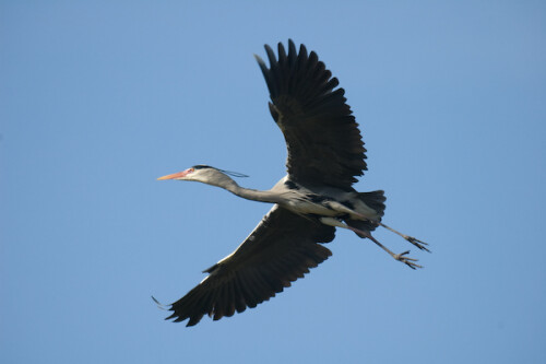 

Aufnameort: DEU, BW, Stuttgart, Wilhelma
Kamera: Nikon D70, Sigma 50-500, bei 270mm