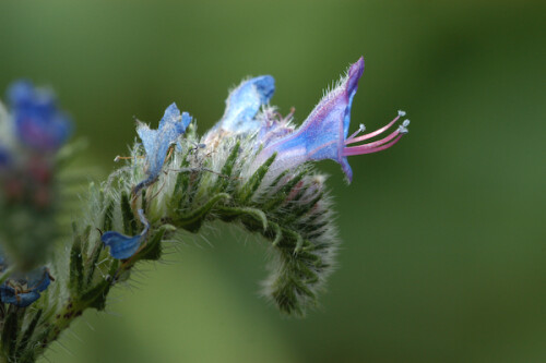 

Aufnameort: FRA, Anduze (30)
Kamera: Nikon D100, Sigma APO-Macro 180/3,5D