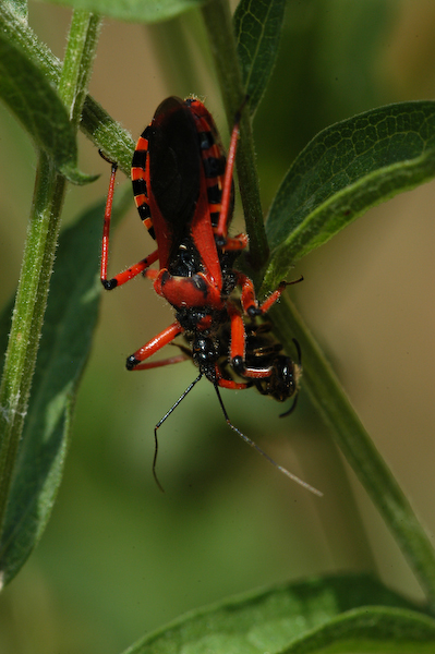 

Aufnameort: FRA, Dordogne
Kamera: Nikon D100, Sigma APO-Macro 180/3,5D