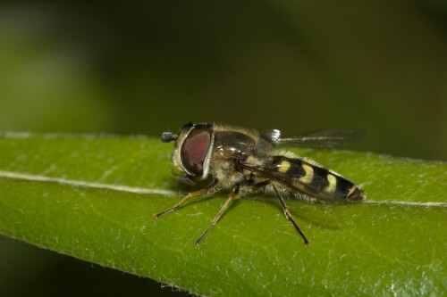 

Aufnameort: FRA, Gard(30), Anduze
Kamera: Nikon D70, Sigma APO-Macro 180/3,5D, Blitz