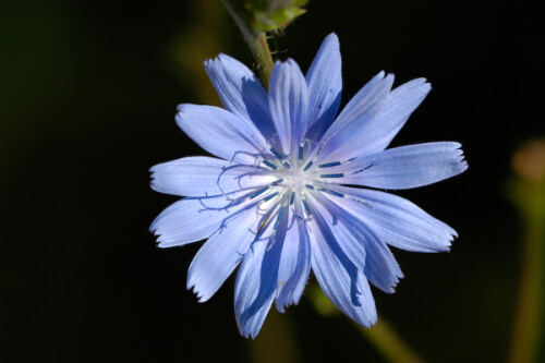 

Aufnameort: DEU, BW, Schwieberdingen
Kamera: Nikon D100, Sigma APO-Macro 180/3,5D