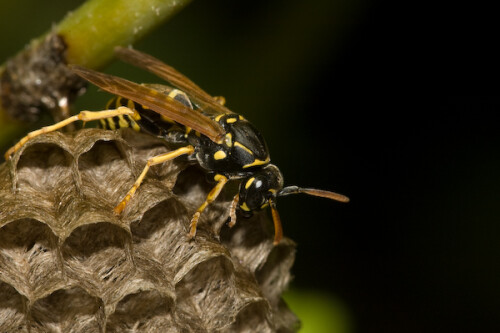 

Aufnameort: FRA, Gard(30), Anduze
Kamera: Nikon D70, Sigma APO-Macro 180/3,5D, Blitz