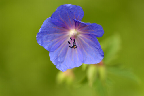 

Aufnameort: DEU, BW, Schwieberdingen
Kamera: Nikon D100, Sigma APO-Macro 180/3,5D