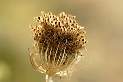 

Aufnameort: DEU, BW, Schwieberdingen
Kamera: Nikon D100, Sigma APO-Macro 180/3,5D