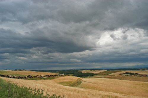 

Aufnameort: FRA, Aude (11), bei Belflou
Kamera: Nikon D100, Sigma 18-50