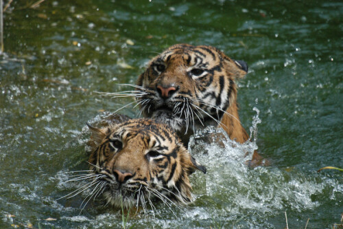 Sumatratiger Dua und Satu beim Schwimmen.

Aufnameort: DEU, BW, Stuttgart, Wilhelma
Kamera: Nikon D100, Sigma 50-500, bei 200mm