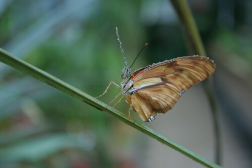 Dieser vom Tau bedeckte Schmetterling lebte in der Schmetterlingsaustellung in München.

Aufnameort: Botanischer Garten München
Kamera: Canon Eos 350D