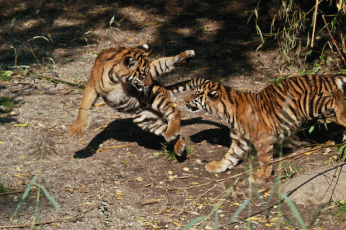 Sumatratiger-Kinder beim Spiel

Aufnameort: DEU, BW, Stuttgart, Wilhelma
Kamera: Nikon D100, Sigma 50-500, bei 200mm