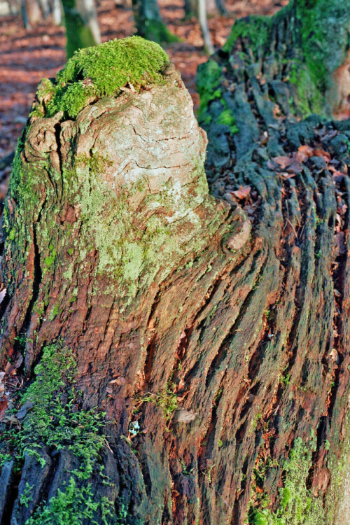 Auchtert-Eiche

Aufnameort: Bei Rübgarten
Kamera: Yashica FX-D, Bj. 1980