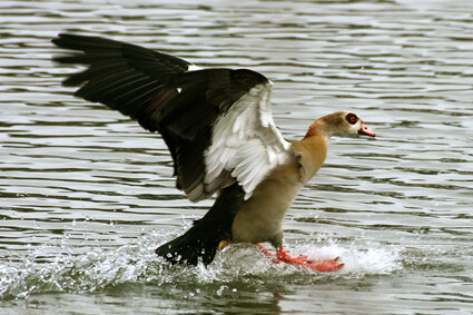 nilgans-landet-2429.jpeg