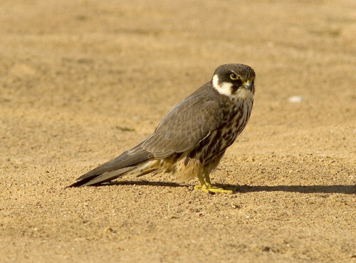 

Aufnameort: Sinai - Ägypten
Kamera: D200/560mm