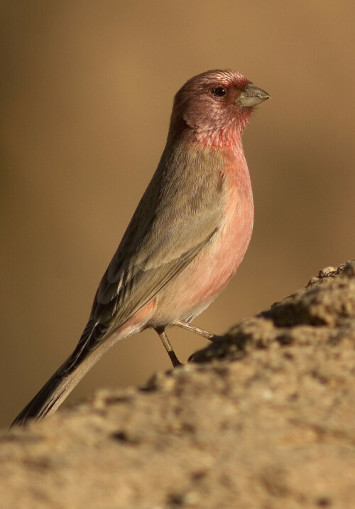 Männchen

Aufnameort: Sinai - Ägypten
Kamera: D200/560mm