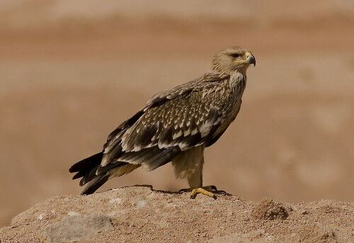 1. Kalenderjahr

Aufnameort: Sinai - Ägypten
Kamera: D200/560mm