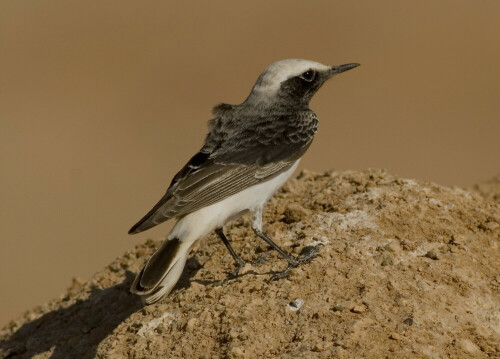 Männchen 2.KJ (M 2cy)

Aufnameort: Sinai - Ägypten
Kamera: D200/560mm