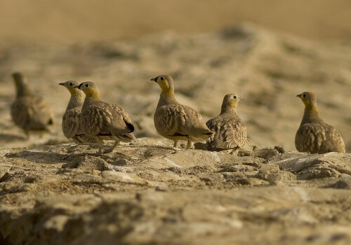 Trupp aus Männchen und Weibchen an Tränke

Aufnameort: Sinai - Ägypten
Kamera: D200/560mm