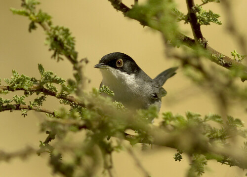 samtkopfgrasmucke-sylvia-melanocephala-1070.jpeg