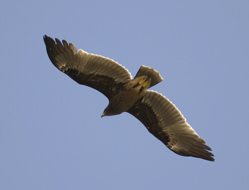 1 cy

Aufnameort: Sinai - Ägypten
Kamera: D200/560mm