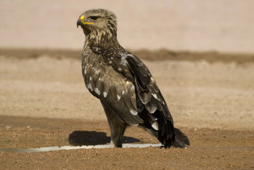 schreiadler-aquila-pomarina-1068.jpeg