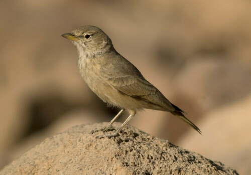 

Aufnameort: Sinai - Ägypten
Kamera: D200/560mm