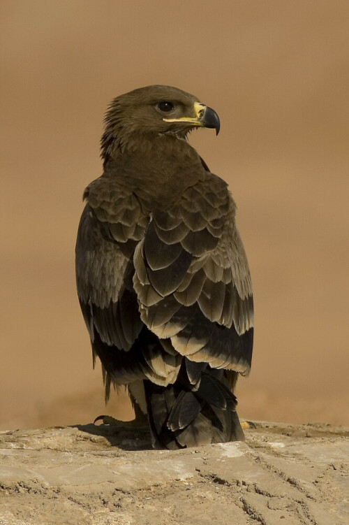 steppenadler-aquila-nipalensis-1076.jpeg