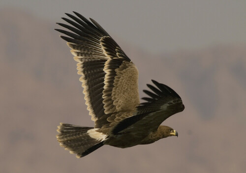 abfliegender Jungvogel (1 cy)

Aufnameort: Sinai - Ägypten
Kamera: D200/560mm