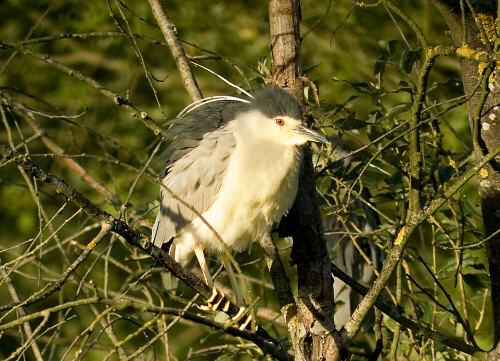 sich plusternder Nachtreiher

Aufnameort: Fränkisches Weihergebiet
Kamera: D200/560mm