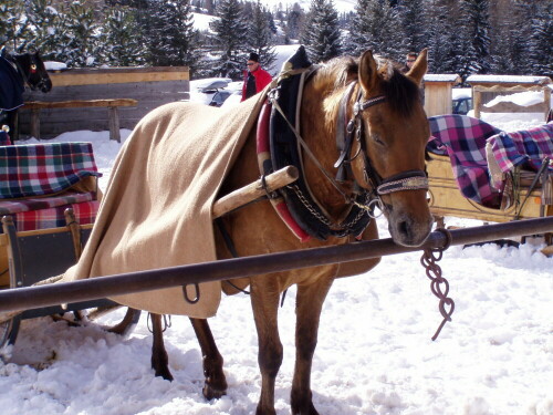 pferdeschlitten-auf-der-seiser-alm-2463.jpeg