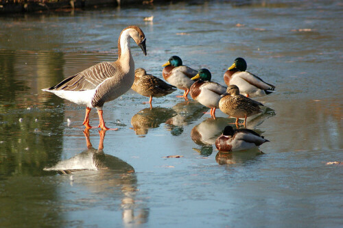 Eine Schwanengans (Heimat Kaukasus, Mongolei) scheint den Enten unterricht geben zu wollen.

Aufnameort: Kuppenheim bei Rastatt
Kamera: Nikon D50