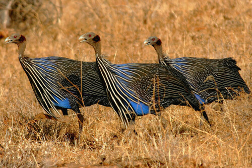 

Aufnameort: Kenia Samburu-Reservat
Kamera: EOS 20D