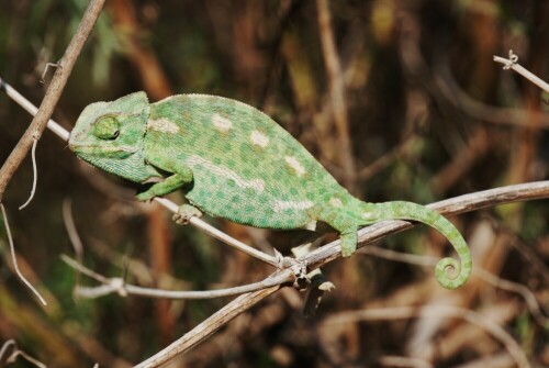 Chameleons sind auf Malta nicht selten. Aber selten anzutreffen...

Aufnameort: Malta, Nähe Buskett Garden
Kamera: Nikon D80