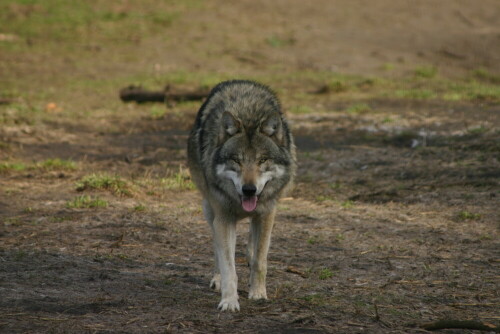 

Aufnameort: Wildpark Schorfheide
Kamera: EOS 300D