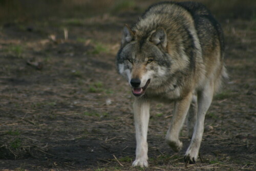 

Aufnameort: Wildpark Schorfheide
Kamera: EOS 300D