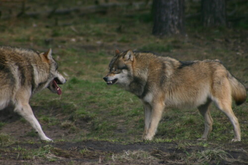 

Aufnameort: Wildpark Schorfheide
Kamera: EOS 300D