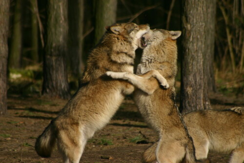 

Aufnameort: Wildpark Schorfheide
Kamera: EOS 300D