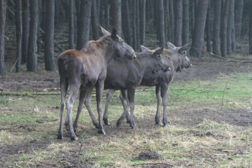 

Aufnameort: Wildpark Schorfheide
Kamera: EOS 300D