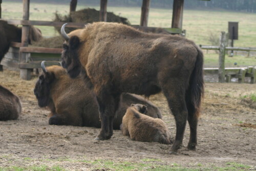 junges-wisent-im-windschatten-der-mutter-1343.jpeg