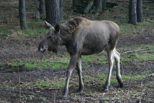 

Aufnameort: Wildpark Schorfheide
Kamera: EOS 300D