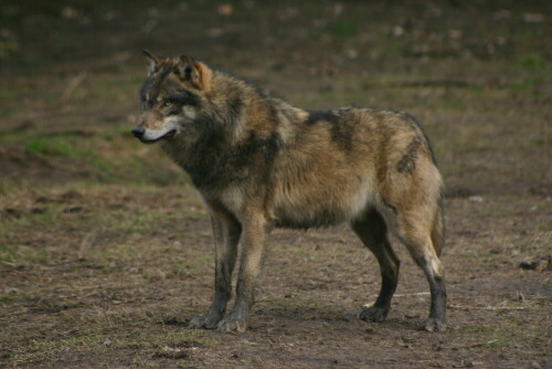 prachtig-gewachsener-einjahriger-europaischer-wolf-1338.jpeg