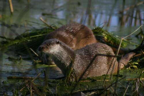 otter-1320.jpeg