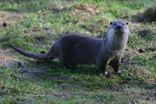 otter-1321.jpeg