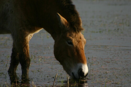 przewalski-pferd-1318.jpeg