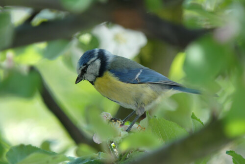 07.05.2006 @ 1102h
Die Blaumeise sitzt in einem Apfelbaum

Aufnameort: Deutschland / Hessen / Maintal
Kamera: Nikon D200