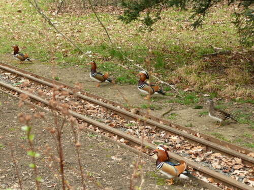 Mandarine im Großen Garten stehen an der Parkeisenbahnstrecke wie bereit zur Abfahrt

Aufnameort: Dresden, Großer Garten
Kamera: Panasonic, DMC- TZ 2