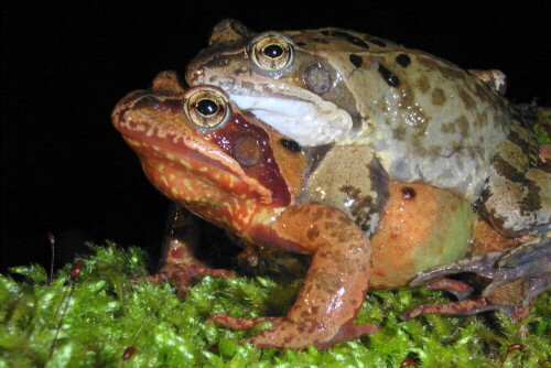 Beim nächtlichen Amphibienschutz des NABU Bad Sobernheim begegnete mir dieses Grasfroschpaar mitten auf der Straße.

Aufnameort: 55569 Monzingen
Kamera: Ricoh